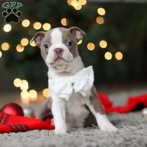 Marla, Boston Terrier Puppy